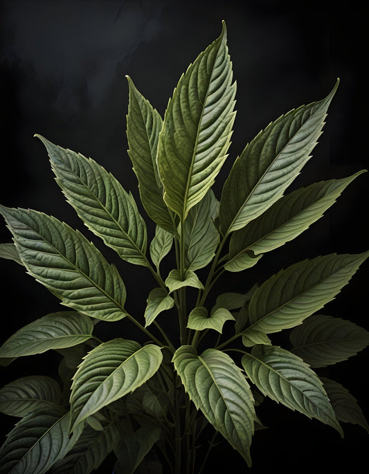 Botanical Study Wall Art Print – Vintage Botanical Illustration Artwork