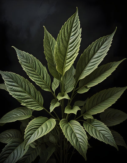 Botanical Study Wall Art Print – Vintage Botanical Illustration Artwork