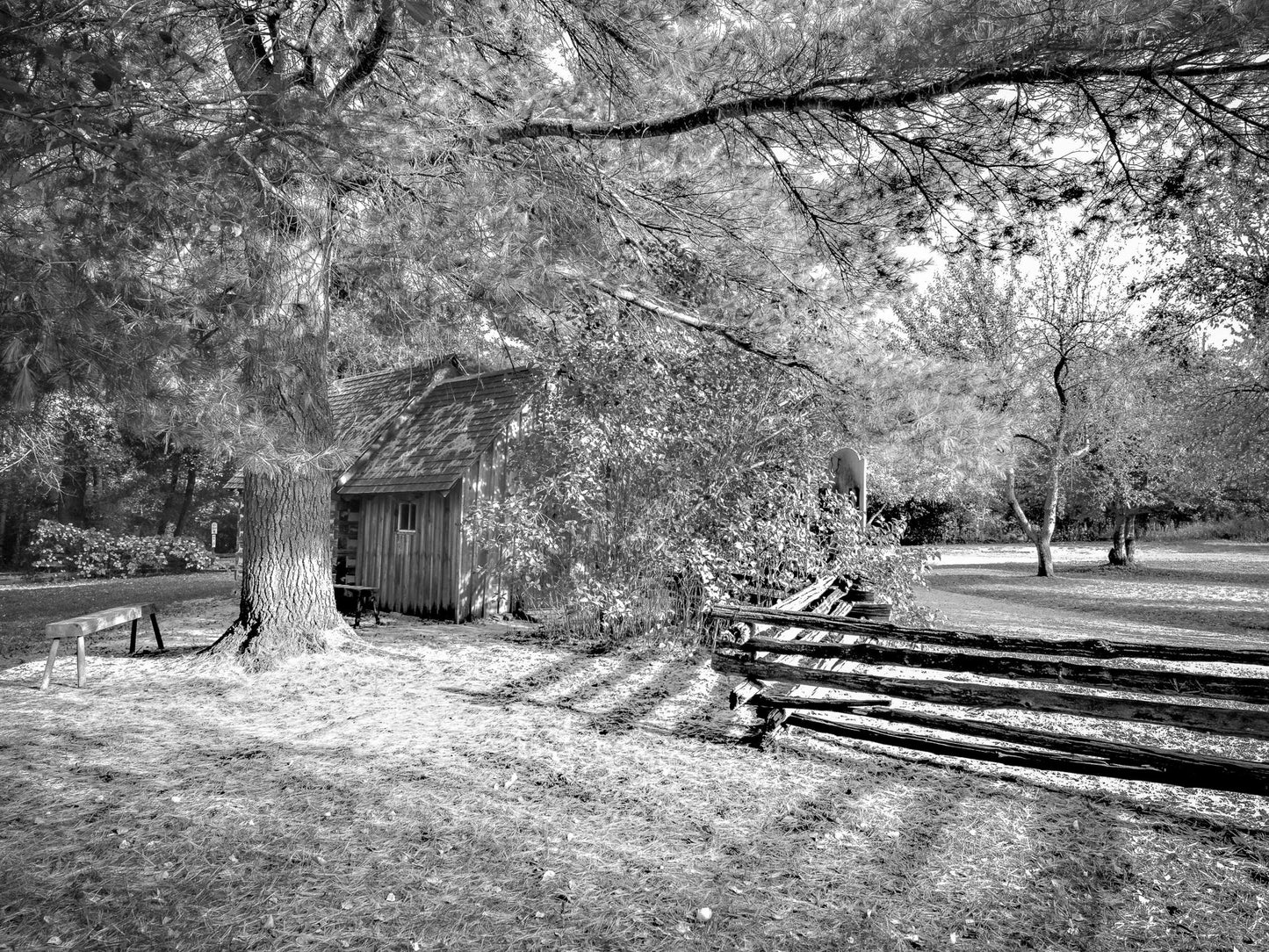 Forest Light Photography – Woodland Scene – Black & White Art Print - Byeutifull Art