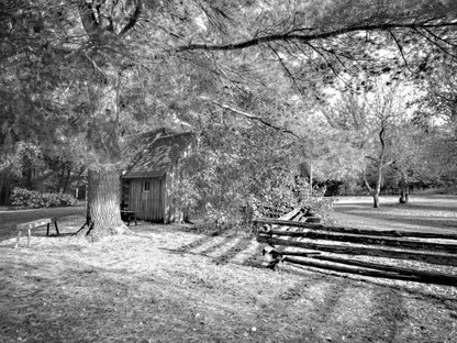 Forest Light Photography – Woodland Scene – Black & White Art Print - Byeutifull Art