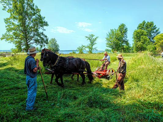 Harvest Under Blue Skies – Early 1900s Horse - Drawn Haying Scene - Byeutifull Art